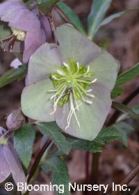 Helleborus purpurascens